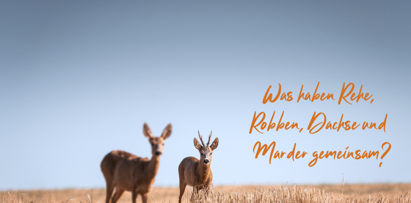 Hexenring und Keimruhe